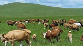 �r�I�r�岿�����S���YԴ���������߷�Ҏ