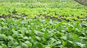 ����ʡ�����B(y��ng)ֳ�U�����YԴ�����ù���ȡ�÷e�O��Ч