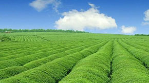 ɽ�|�R��������ѭ�hģʽ�����M�����Bֳ�a�I�Gɫ�ɳ��m�lչ