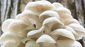 �ն��������������ЙC�ʣ��U����ѭ�h�����Gɫ�r�I�lչ