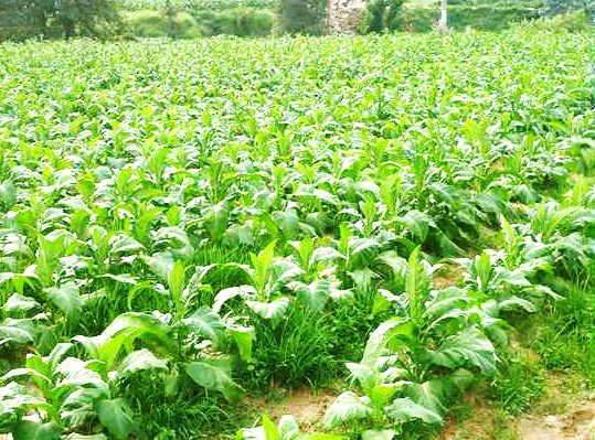 �ؑc���m�_չ�r�I��Դ��Ⱦ���� ȫ�л��ʺ��rˎʹ�ÿ����քe�B�m5���10���f�p