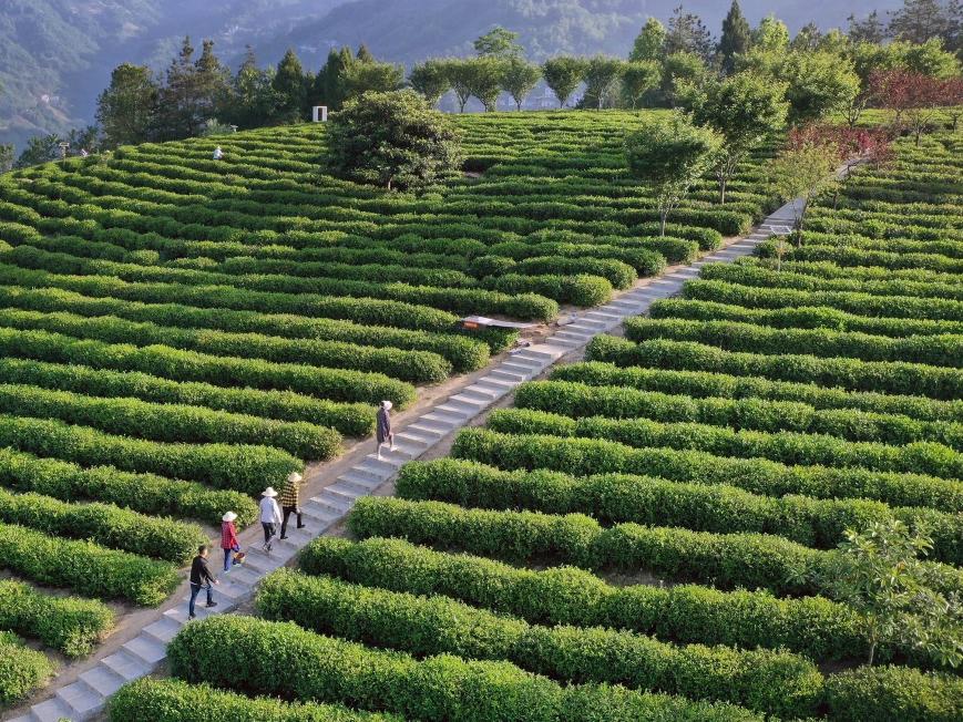 �V�����B�Bֳ�lչģʽ�c�ЙC�����a�����Pϵ