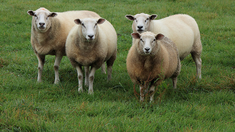 ��S�ЙC�����a(ch��n)����ˇ���l(f��)���^��