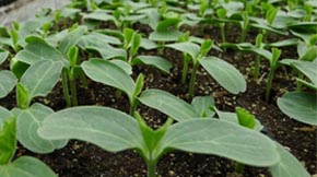 �ЙC����ʵ�����