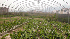 ��ͬճ�Y(ji��)�����ЙC(j��)�ʏ�(f��)��ʳ�����Ӱ푷���