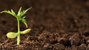 �ЙC����������ķֽ�