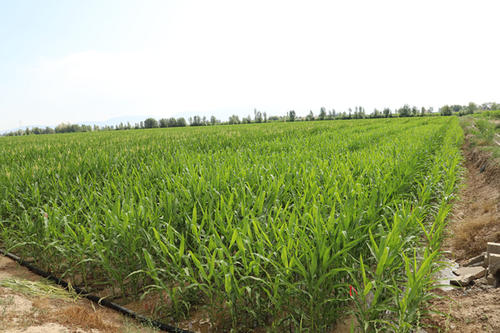 �������(xi��ng)������ͦ�ЙC(j��)���������