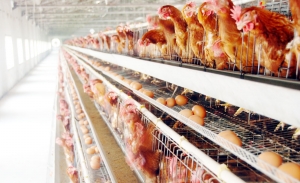 �u�S�ӹ��ЙC(j��)�����a(ch��n)���O(sh��)����С��