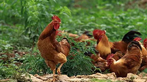  �u�S��ΰl���ЙC�ʣ�