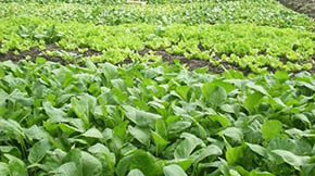  ��S�ЙC�����a(ch��n)����ˇ���̽�B