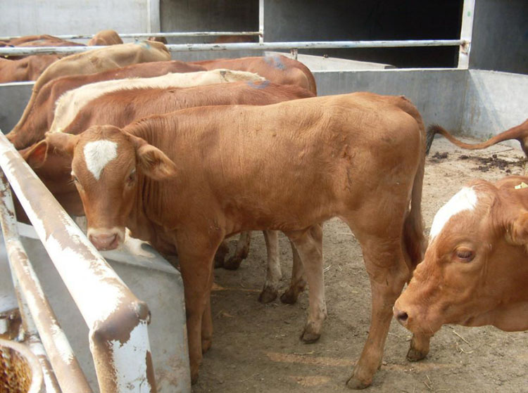 ţ�S�ЙC���O��