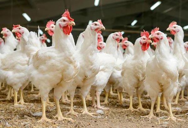 雞糞如何發(fā)酵有機肥?