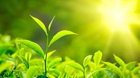 大型養(yǎng)豬場的豬糞是怎么處理的?