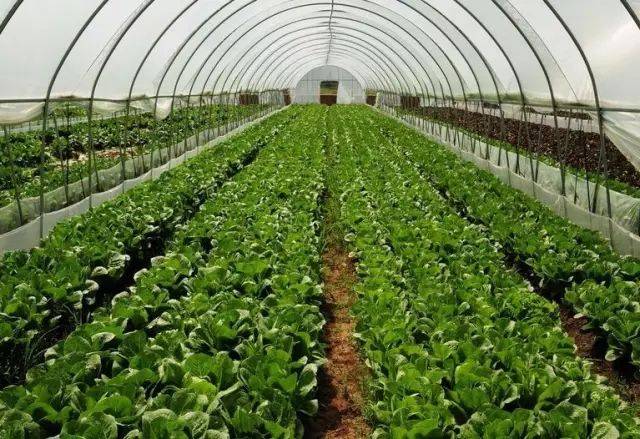 糞污全量還田模式