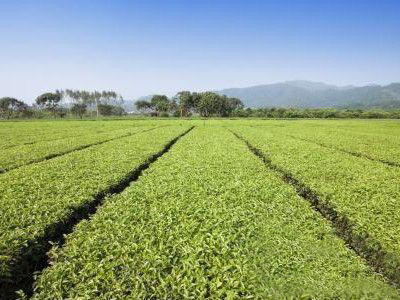 辦一個小型的有機肥加工廠需要哪些手續,投資多少錢?