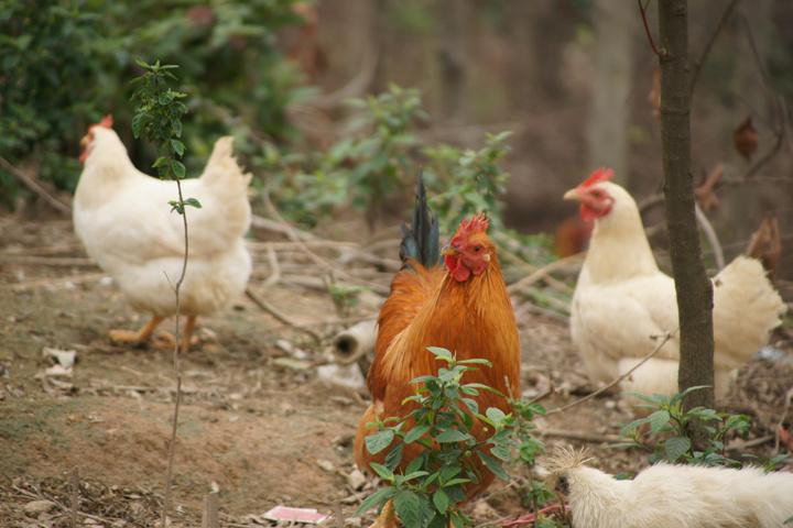 �ЙC���O�����a�u�S�ЙC��