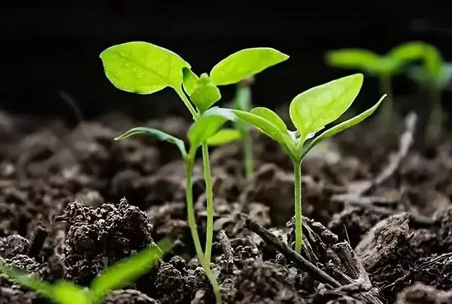 �ЙC���w�����a���c�۠����a��̎����ʽ�кβ�ͬ��