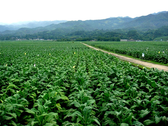 �����ЙC�ʰl�͵��Ă��r��