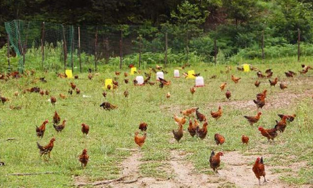 �ЙC(j��)��ԭ�Ϸ��