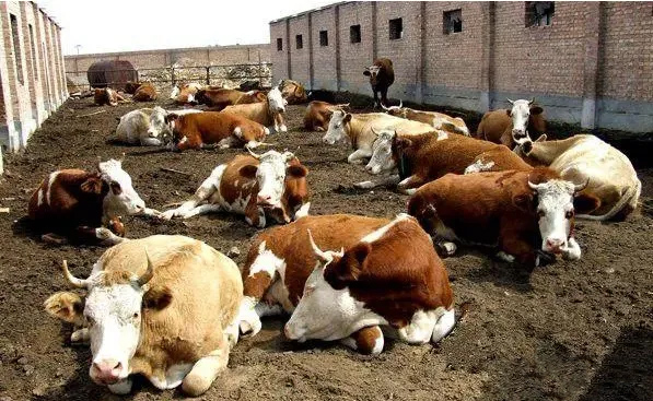 �Bţ���S��ǧ�f�e�y�����д���;����