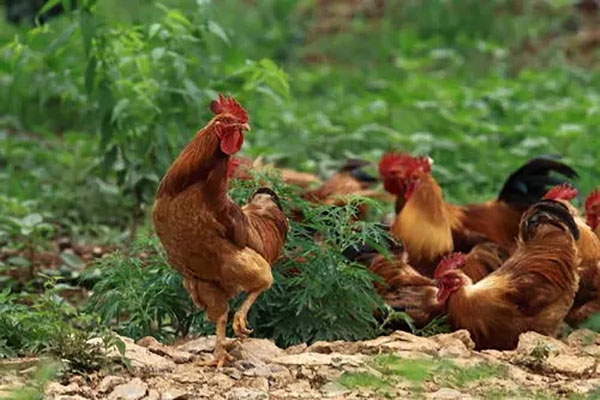 �l���u�S�ͺ���u�S���Ă����^�ã�